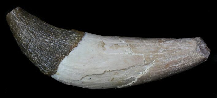 Archaeocete (Primitive Whale) Tooth - Basilosaur #36132